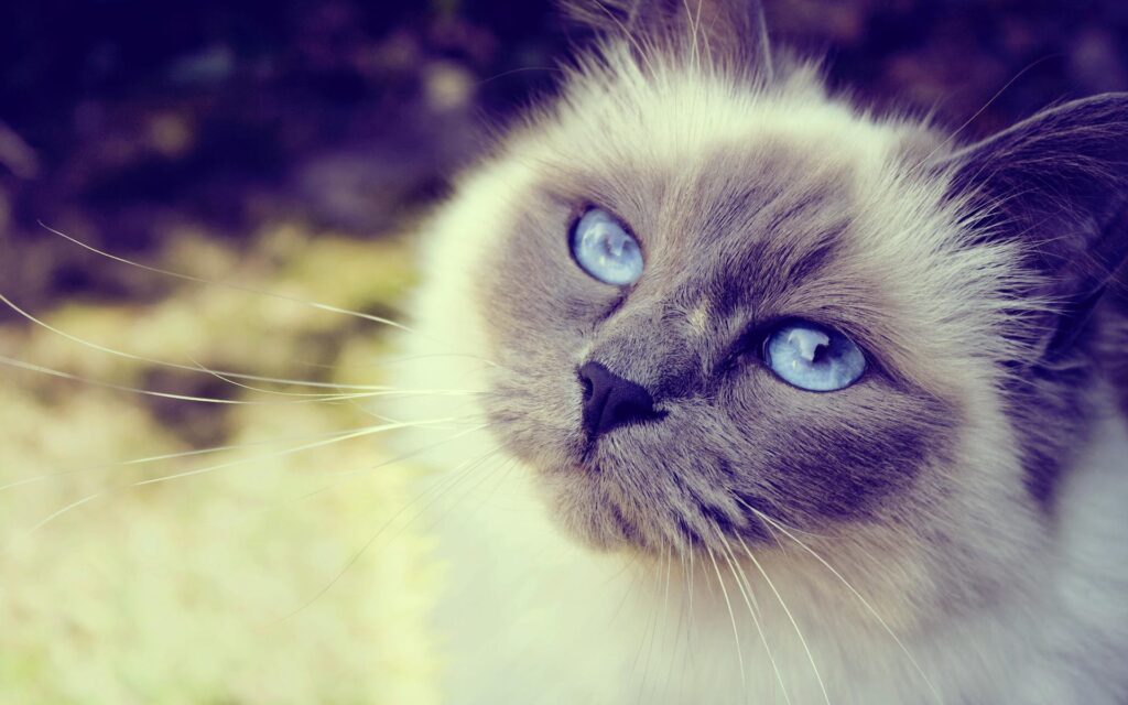 Kočičí chůva o osudovém kocourovi..