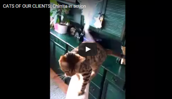 CATS OF OUR CLIENTS: Chirrita the bengal