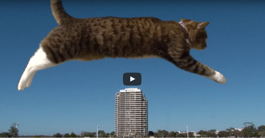 Perfect parkour cat - spectacular show