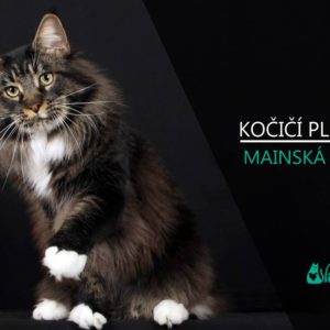 PLEMENA KOČEK: Mainská mývalí kočka (video-reportáž s chovatelkou)